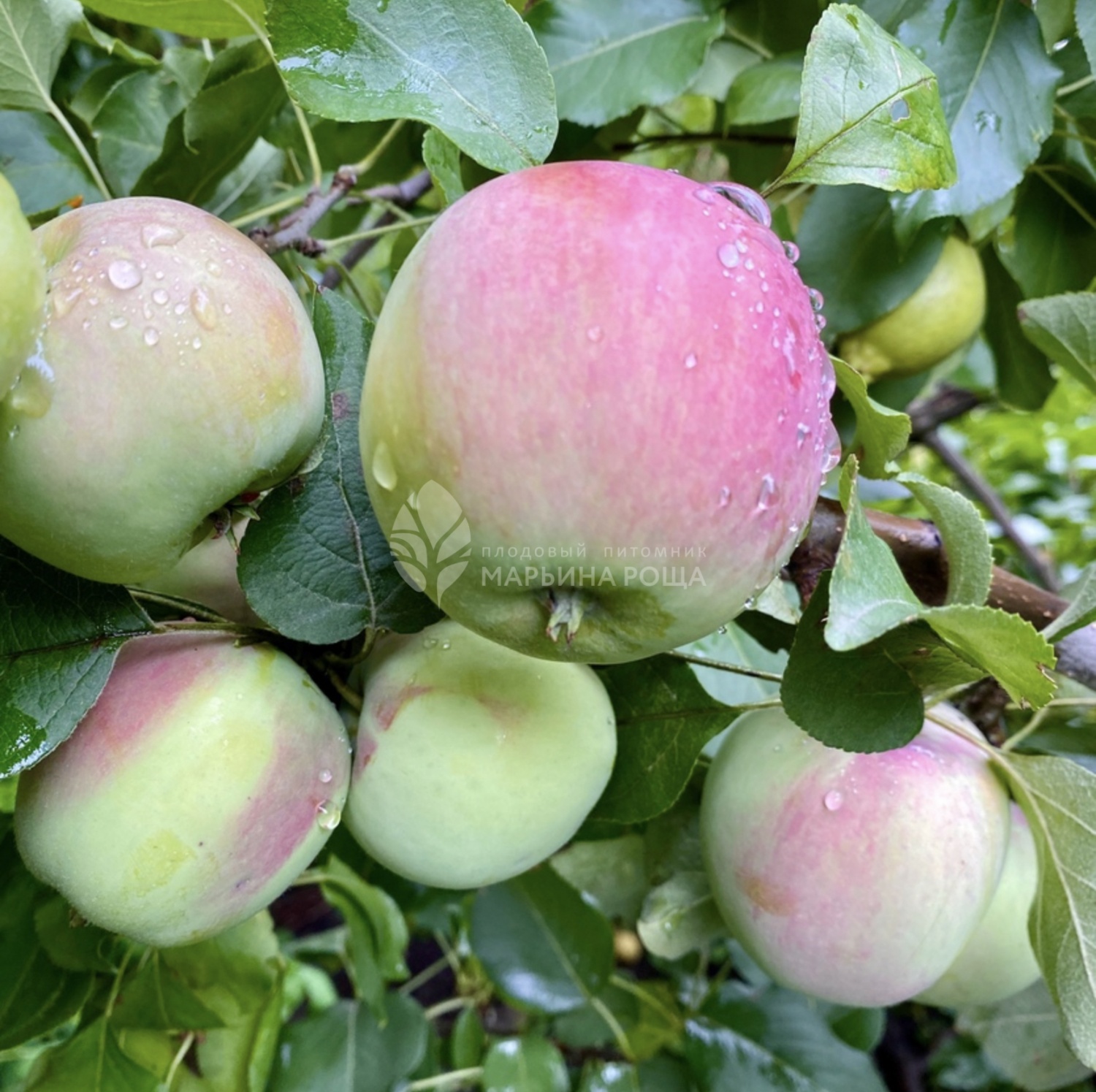 Яблоня сорта Настенька - купить саженцы в Перми в питомнике «Марьина роща»