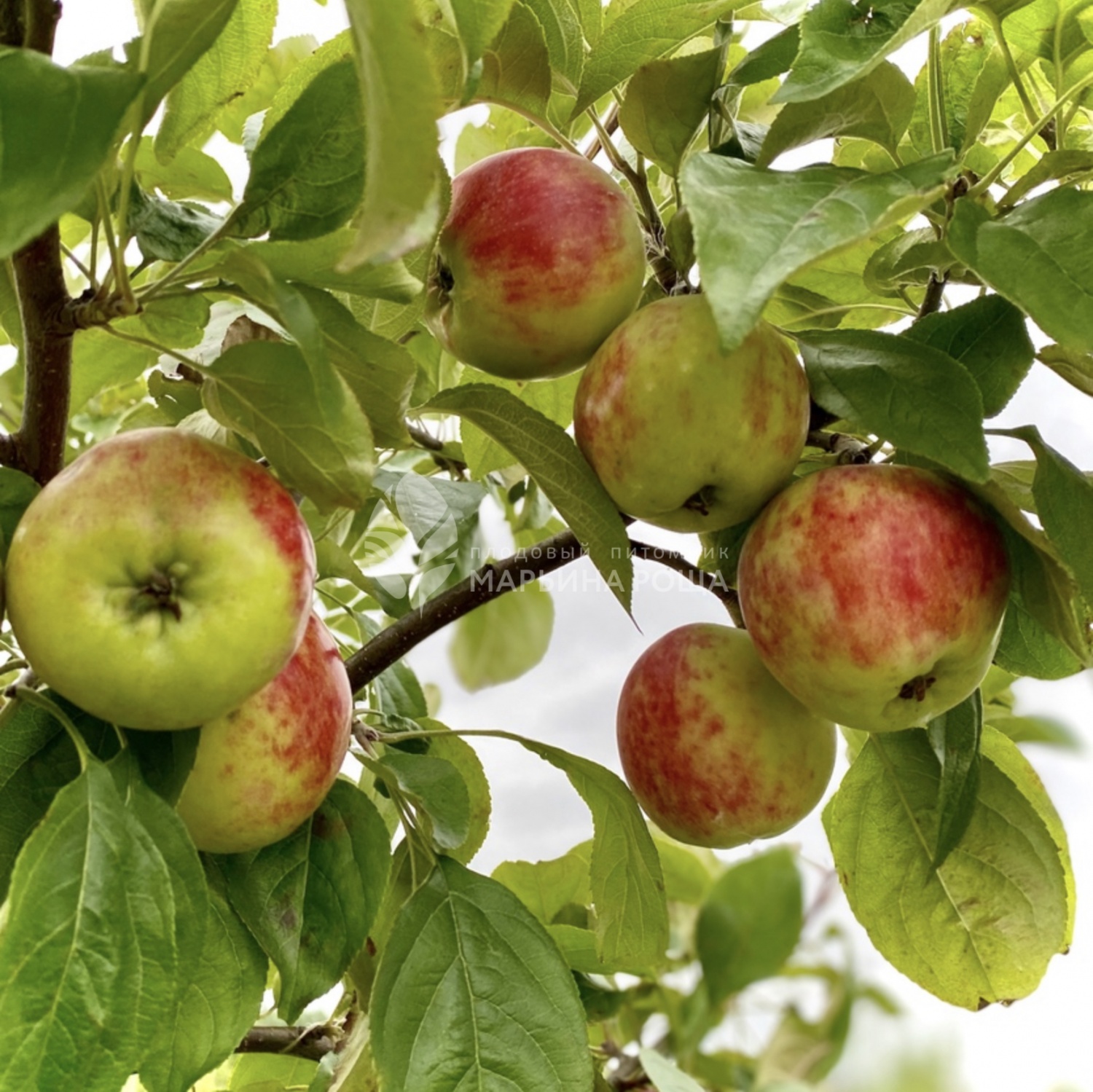 Яблоня сорта Куприяновка - купить саженцы в Перми в питомнике «Марьина роща»