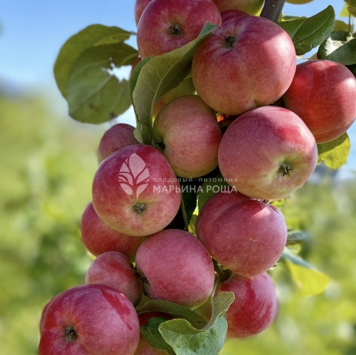 Яблоня сорта Сурхурай - купить саженцы в Перми в питомнике «Марьина роща»