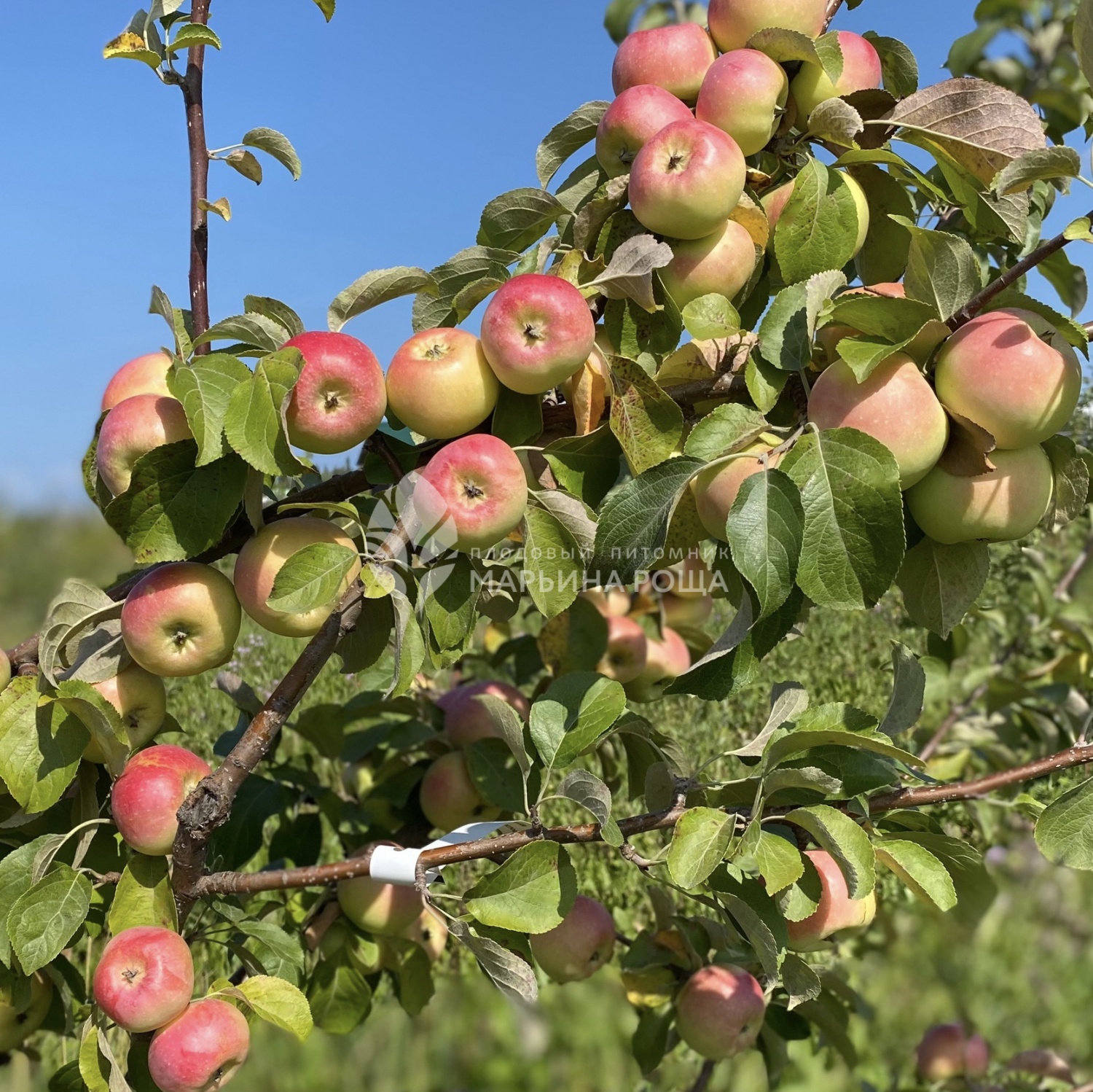 Описание сорта яблони Осеннее низкорослое