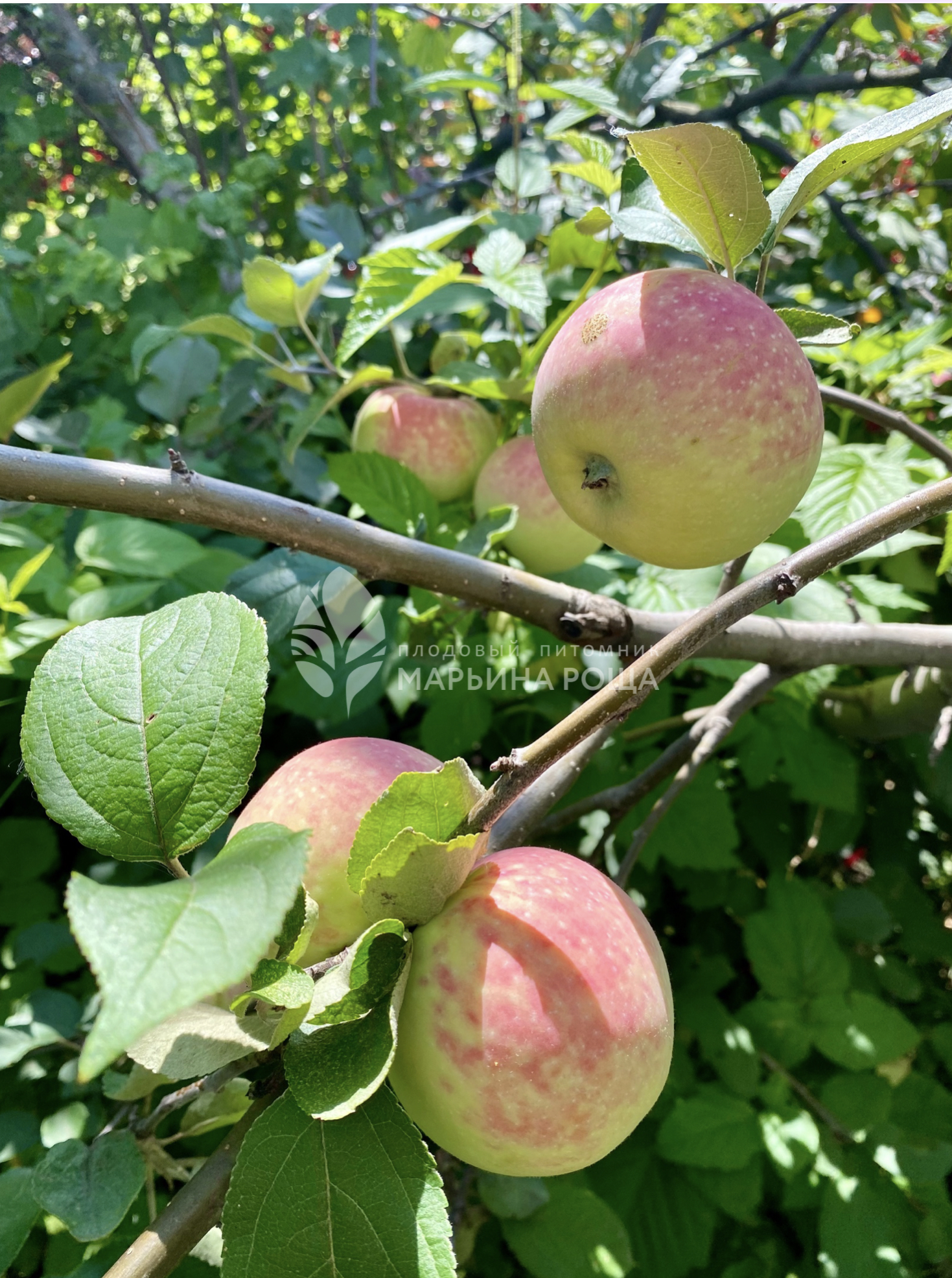 Яблоня сорта Солнцедар - купить саженцы в Перми в питомнике «Марьина роща»