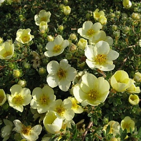 Лапчатка кустарниковая «Primrose Beauty» (светло-жёлтая)