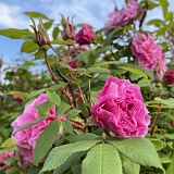 Роза канадская парковая Тереза Багнет 