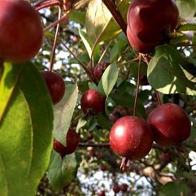 Яблоня Малиновка декоративная 